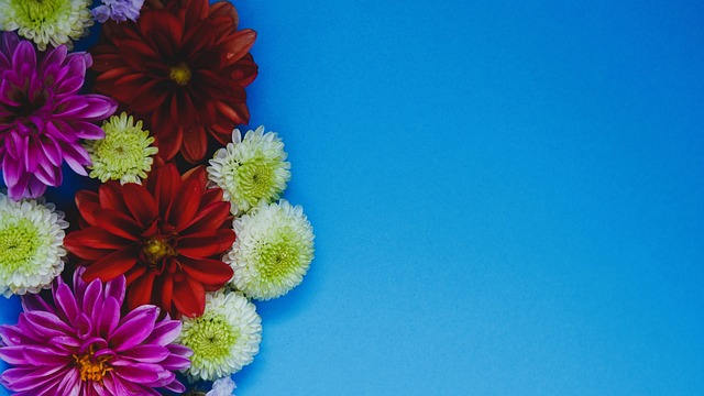 比利時教練 比利時教練